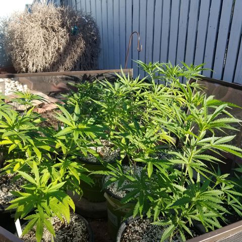 JINX G TEST GROW 2020  growlog timeline photo