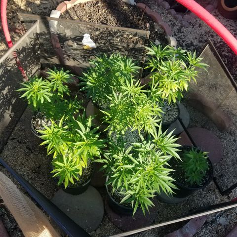 JINX G TEST GROW 2020  growlog timeline photo