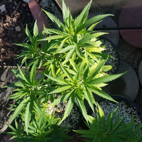 JINX G TEST GROW 2020  growlog timeline photo