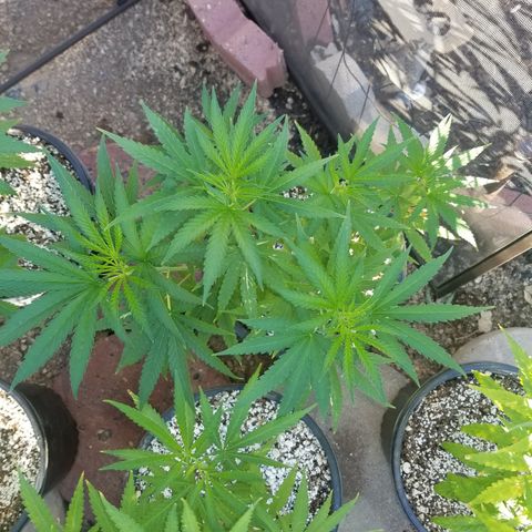 JINX G TEST GROW 2020  growlog timeline photo