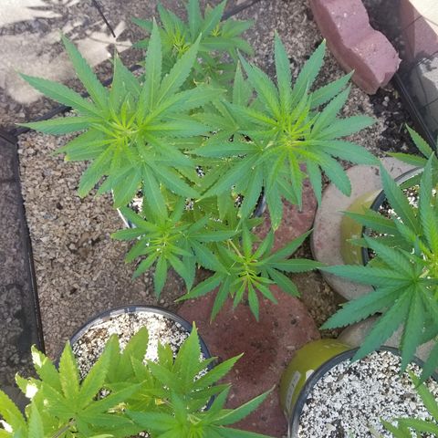 JINX G TEST GROW 2020  growlog timeline photo