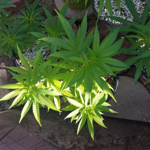 JINX G TEST GROW 2020  growlog timeline photo