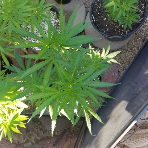 JINX G TEST GROW 2020  growlog timeline photo