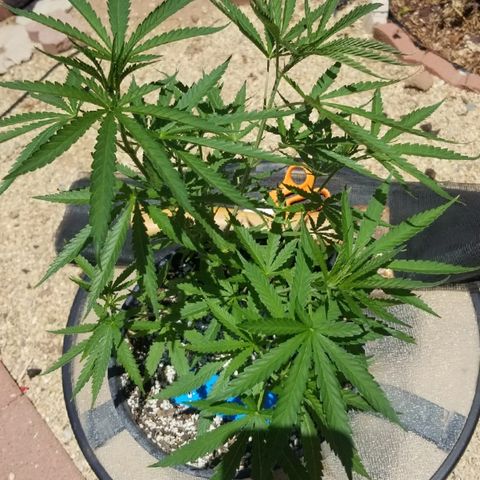 JINX G TEST GROW 2020  growlog timeline photo