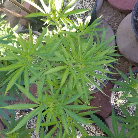 JINX G TEST GROW 2020  growlog timeline photo