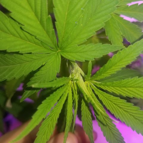 JINX G TEST GROW 2020  growlog photo: 2 out of 7 went fem 