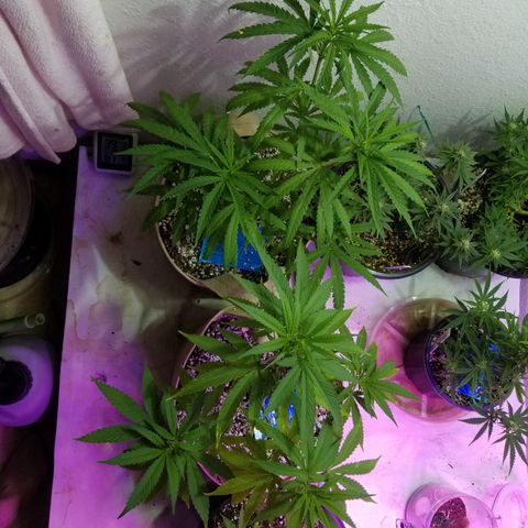 JINX G TEST GROW 2020  growlog photo: 2 out of 7 went fem 