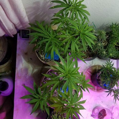 JINX G TEST GROW 2020  growlog photo: 2 out of 7 went fem 