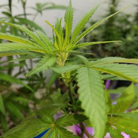 JINX G TEST GROW 2020  growlog photo: 2 out of 7 went fem 