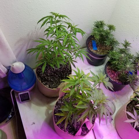 JINX G TEST GROW 2020  growlog photo: 2 out of 7 went fem 