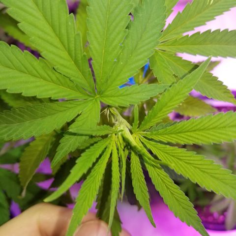 JINX G TEST GROW 2020  growlog photo: 2 out of 7 went fem 