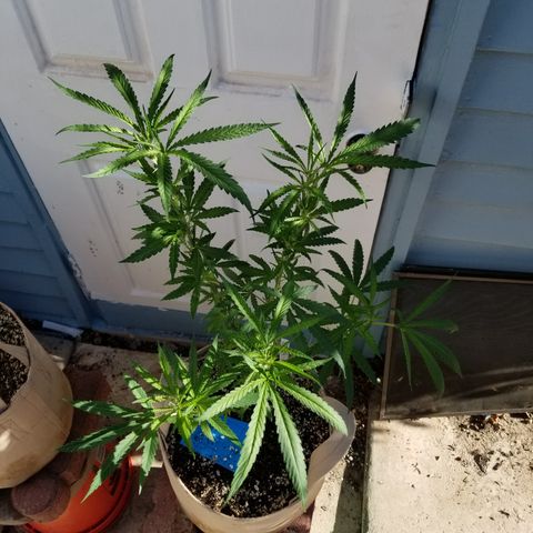 JINX G TEST GROW 2020  growlog timeline photo