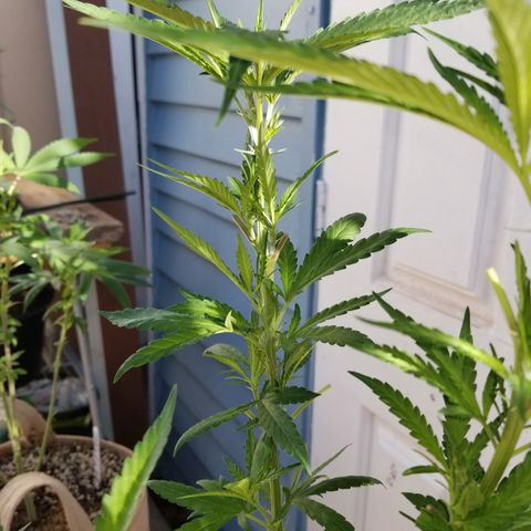 JINX G TEST GROW 2020  growlog timeline photo