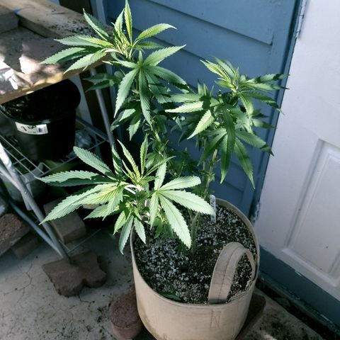 JINX G TEST GROW 2020  growlog timeline photo