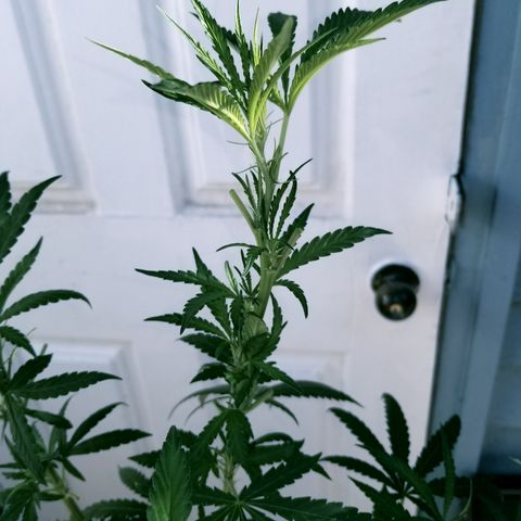 JINX G TEST GROW 2020  growlog timeline photo