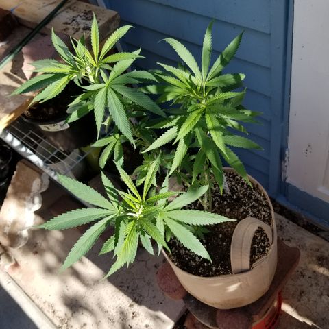 JINX G TEST GROW 2020  growlog timeline photo