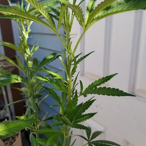 JINX G TEST GROW 2020  growlog timeline photo
