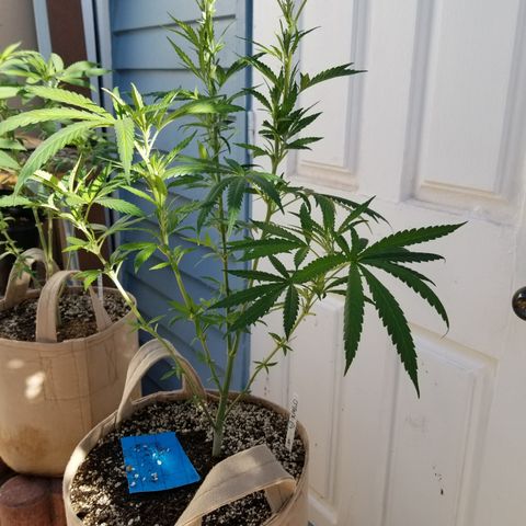 JINX G TEST GROW 2020  growlog timeline photo