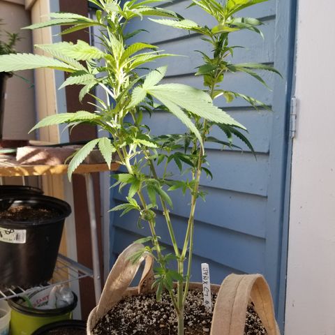 JINX G TEST GROW 2020  growlog timeline photo