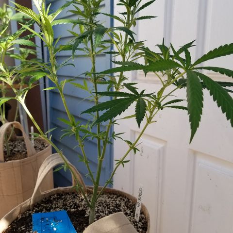 JINX G TEST GROW 2020  growlog timeline photo