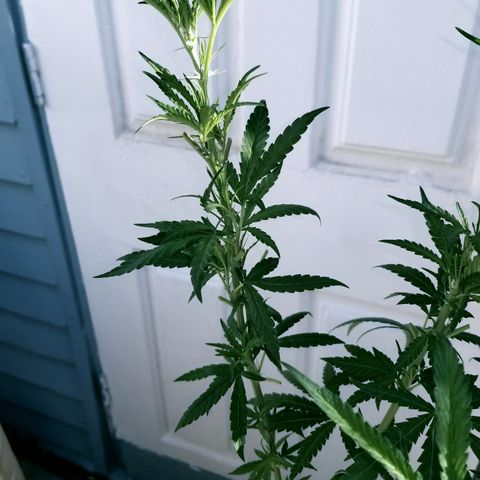 JINX G TEST GROW 2020  growlog timeline photo