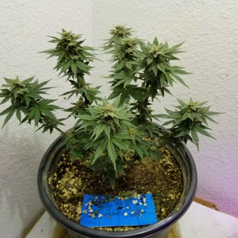 Strawberry fusion synergy automatics  growlog photo: Shes getting fatter starting to swell up last few weeks left of life... 