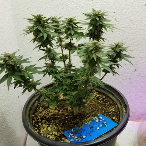 Strawberry fusion synergy automatics  growlog photo: Shes getting fatter starting to swell up last few weeks left of life... 