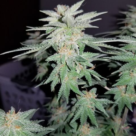 Strawberry fusion synergy automatics  growlog photo: Shes getting fatter starting to swell up last few weeks left of life... 