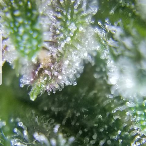 Strawberry fusion synergy automatics  growlog photo: Shes getting fatter starting to swell up last few weeks left of life... 