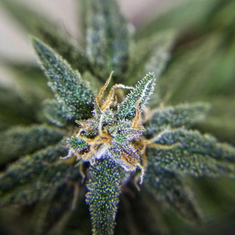 Strawberry fusion synergy automatics  growlog photo: Shes getting fatter starting to swell up last few weeks left of life... 