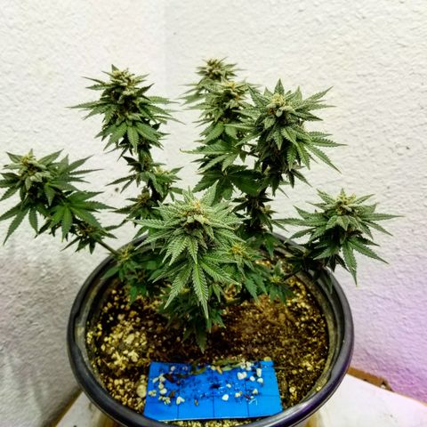 Strawberry fusion synergy automatics  growlog photo: Shes getting fatter starting to swell up last few weeks left of life... 