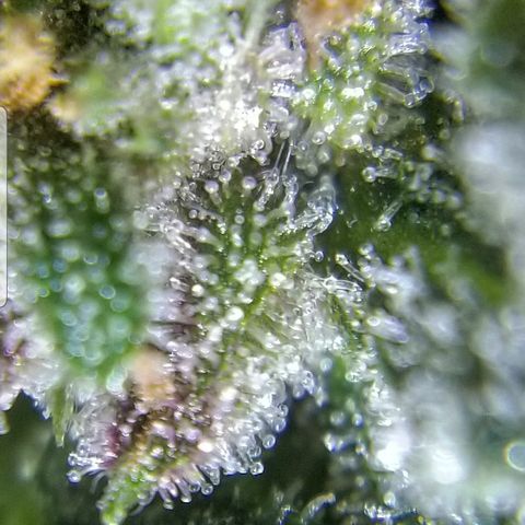 Strawberry fusion synergy automatics  growlog photo: Shes getting fatter starting to swell up last few weeks left of life... 