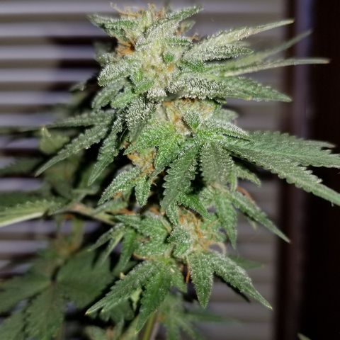 Strawberry fusion synergy automatics  growlog photo: Shes getting fatter starting to swell up last few weeks left of life... 