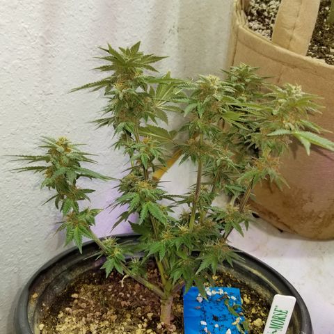 Strawberry fusion synergy automatics  growlog photo: Shes getting fatter starting to swell up last few weeks left of life... 
