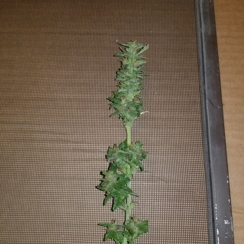 Auto Greengo bio haze Kera seeds growlog timeline photo