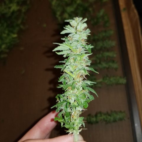 Auto Greengo bio haze Kera seeds growlog timeline photo