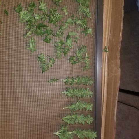 Auto Greengo bio haze Kera seeds growlog timeline photo