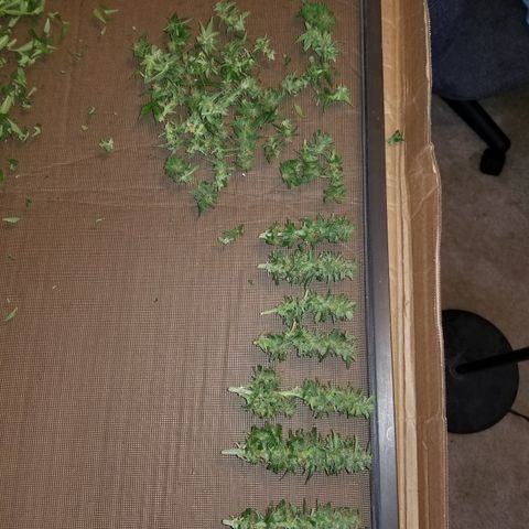 Auto Greengo bio haze Kera seeds growlog timeline photo