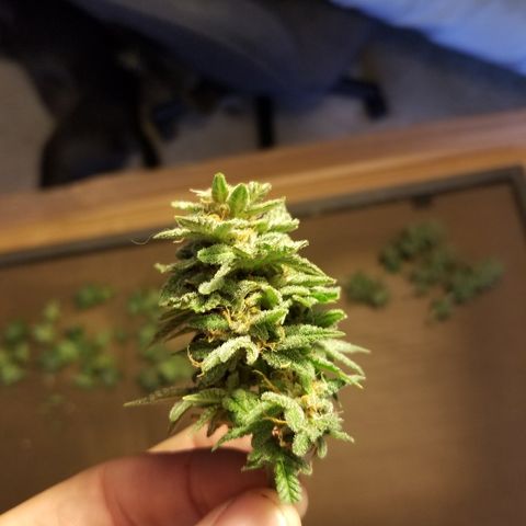 Strawberry fusion synergy automatics  growlog timeline photo
