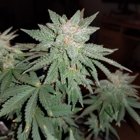 Strawberry fusion synergy automatics  growlog timeline photo
