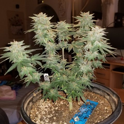 Strawberry fusion synergy automatics  growlog timeline photo