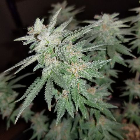Strawberry fusion synergy automatics  growlog timeline photo