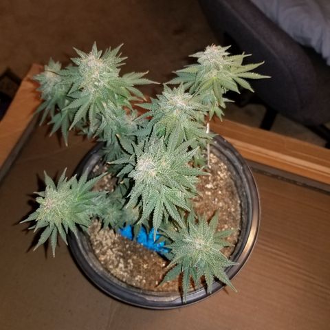 Strawberry fusion synergy automatics  growlog timeline photo