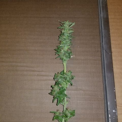 Auto Greengo bio haze Kera seeds growlog timeline photo