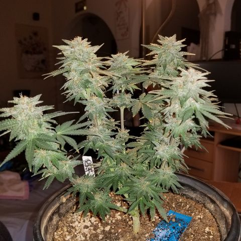 Strawberry fusion synergy automatics  growlog timeline photo