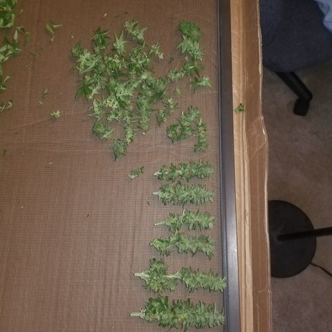 Auto Greengo bio haze Kera seeds growlog timeline photo