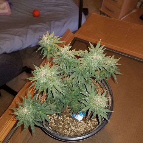 Strawberry fusion synergy automatics  growlog timeline photo