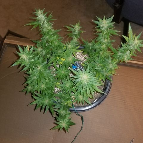 Auto Greengo bio haze Kera seeds growlog timeline photo