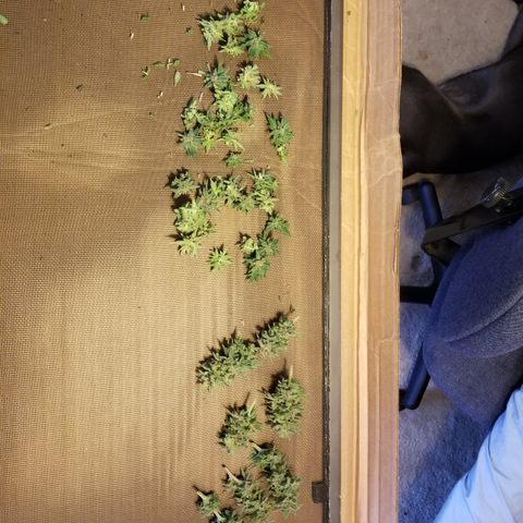 Strawberry fusion synergy automatics  growlog timeline photo