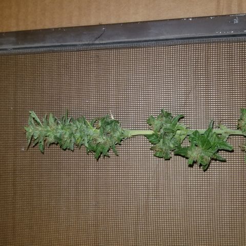 Auto Greengo bio haze Kera seeds growlog timeline photo